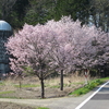 2011.05.19 【再】道東・音別の桜並木