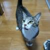 あゆはいかが？