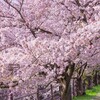 SAKURA 開花メーター設置しました！～「桜開花600℃の法則」による開花日の予測～