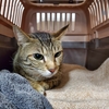 〈えん〉トライアル