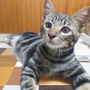 ぴのきおらんど