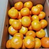 みかんは箱買いで