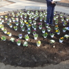 大平公園秋の花植え