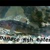 食欲旺盛な日本の肉食魚、ウキゴリがカッコよすぎる！