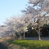 こちらも桜が満開です＆庭の石楠花＆異常なほど多いカメムシ