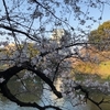 千鳥ヶ淵の桜を眺めつつインド大使館にビザを取りに行く