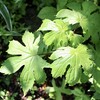 「佐久の季節便り」、「向田（むかいだ）田んぼ」に水…、休耕田は、刈り払い除草…。