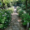 三河のあじさい寺　瑞雲山本光寺へ
