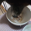 愛犬の【食】犬生初！こんなに美味しいものがこの世界にあるのか！