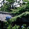 (snap)梅雨の鎌倉散歩 XF56mm F1.2 R試し撮り