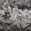 大乗寺丘陵公園の桜（ソメイヨシノ）