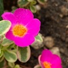 花言葉は「いつも元気」