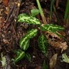 Aglaonema pictum”ちゃんぷーる”BNN from Sibolga timur【AZ0721-1g】