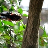 さいたま市　秋ヶ瀬公園で野鳥撮影②　α6400＋E70-350G