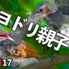 0817【オナガとヒヨドリの幼鳥】大きくなったカルガモ親子、蝉の羽化、ツバメの巣、お魚くわえたカワセミ【今日撮り野鳥動画まとめ】身近な生き物語