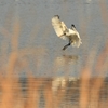 遠征でのその他の野鳥