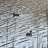 水ぬるむ牧野ヶ池