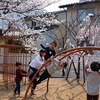 ゆり組さんのお花見