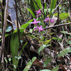 裏山に今年も咲いたキイチゴの花