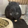 くろごまあん二世 202日目
