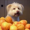 デュランタ咲く★美しい源平咲き★アンズ★里芋を植える