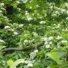 ４月後半の木の花