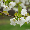 この春はじめての桜　撮ってみた