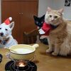 メリクリ&にゃんず祝１年