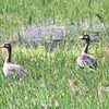 マガン飛来　例年よりも５日早め（鳥取県）