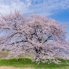 堂々とした桜の大木：黒部川堤防桜堤