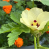 オクラの花が咲きました