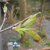 河津桜の芽