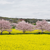 菜の花畑