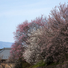 奈良県の絶景スポット。奈良県の三大梅林のひとつ広橋梅林へ。切り立った山の斜面の集落からの眺めはまさに絶景。