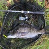 船橋チニング！　メタルシャルダスでクロダイが釣れたよ！　ホリデーパック20-210   ブルーブルー