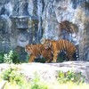 Hinachan の動物園デビュー ③  トラ・トラ・トラ