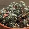 ポロポロ折れる『白雪ミセバヤ』の植え替え