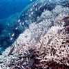 POHNPEI　1994　October　ダイビング　その3