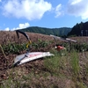 深刈り作業も無事終了