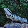 ゴールドコースト バーレイヘッズ(Burleigh Heads)でファンキーな野生生物に遭遇