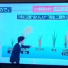 救世主となるか？・・稲の再生二期作
