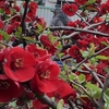 ボケの花の蜜をついばんでますヒヨドリです。