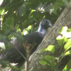 カラスバト（幼鳥）発見