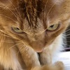 アップの猫写真！宙と黒