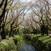 神奈川県大和市 引地川の桜を見に行ったらパンを食べて図書館に寄っていた