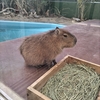 連休1日目、娘と竹島水族館にデート。大きくなったもんだ～