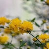 妹に似る草と見しより我が標し･･･巻第19-4197～4198