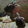 ニホンイシガメ Mauremys japonica