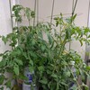 7月12日のトマト水耕栽培記録｜ミニトマトの花とこいあじ中玉の枝が伸びてきました