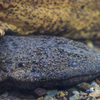 岐阜のオオサンショウウオが大ピンチ！